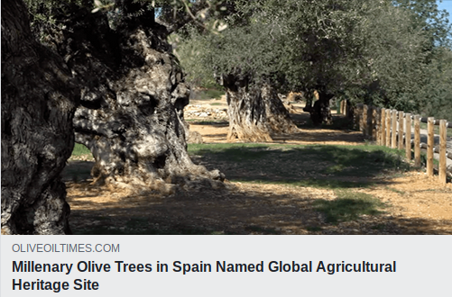 Millenary Olive Tress Named Global Agricultural Heritage Site